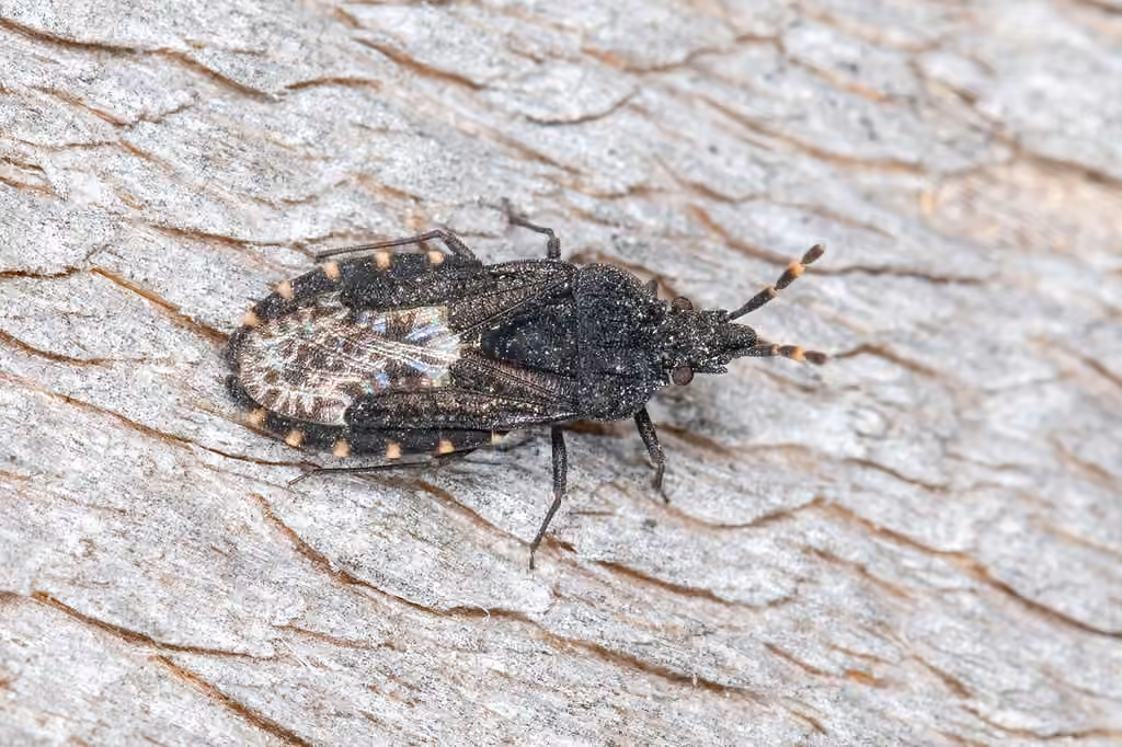 Aradus lugubris, photo 3 sur 5