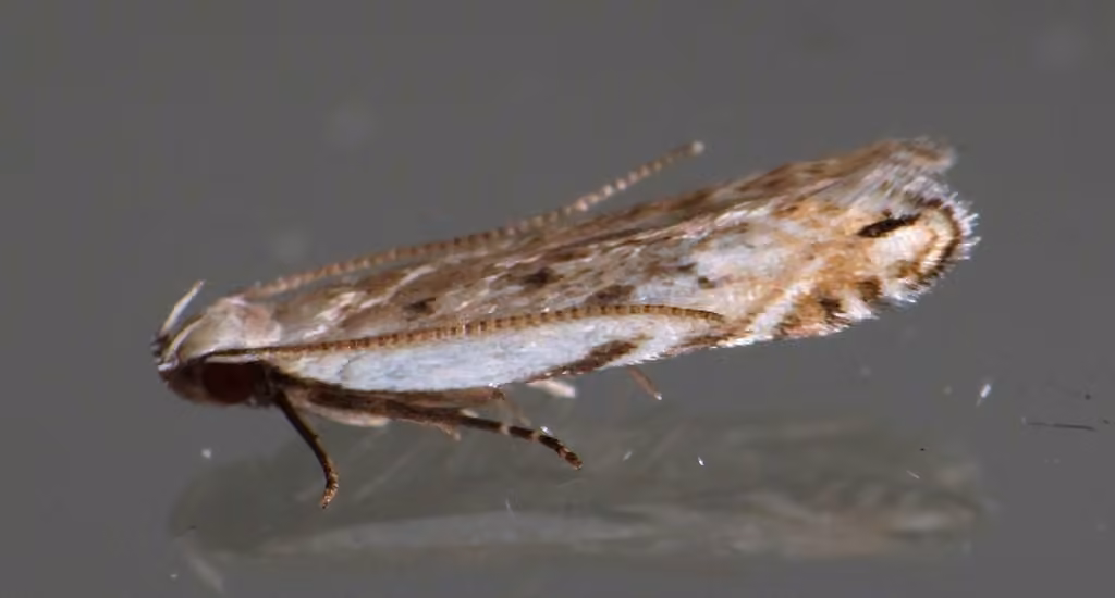 Black-faced Twirler Moth