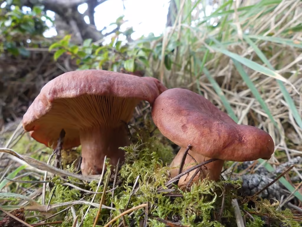 Rufous Milkcap, photo 3 of 5