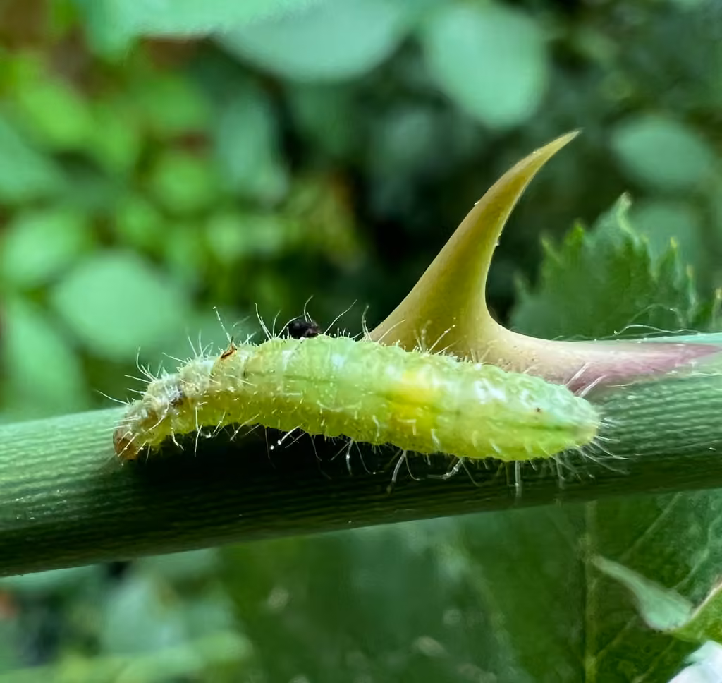Rose Plume Moth, Chenille