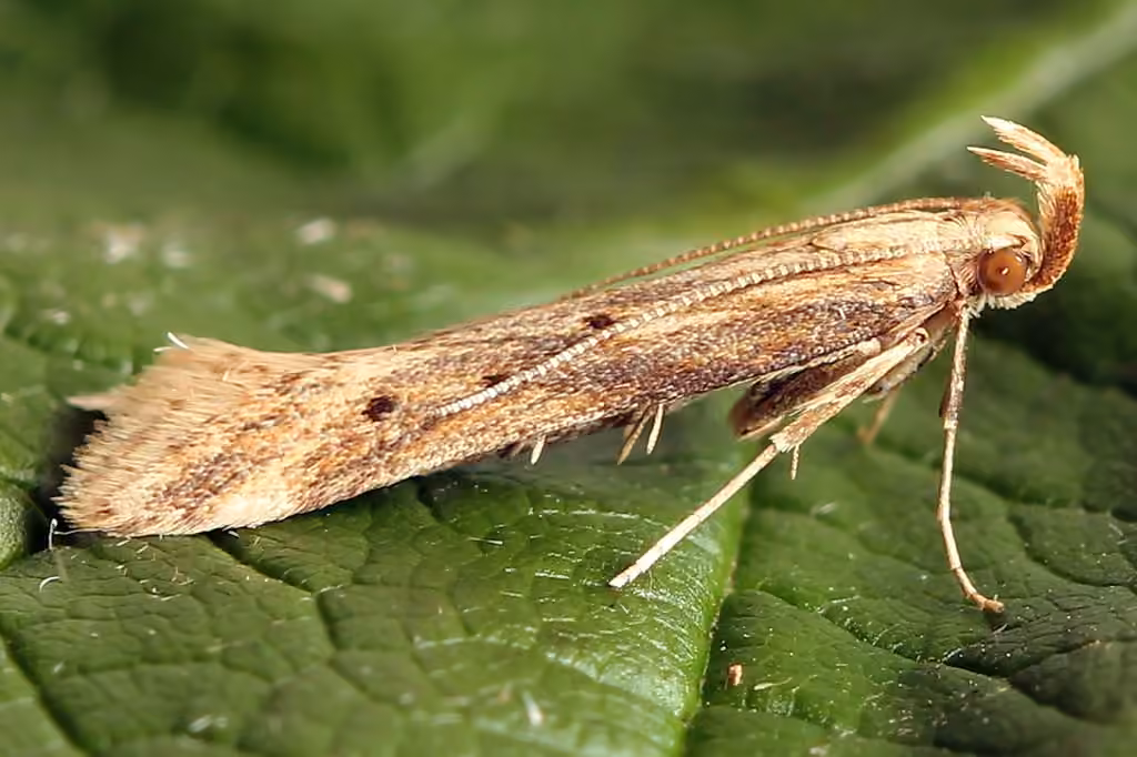 Burdock Seedhead Moth, photo 2 of 5