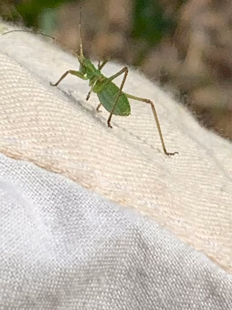 Broad-winged Bush Katydid, Nymph