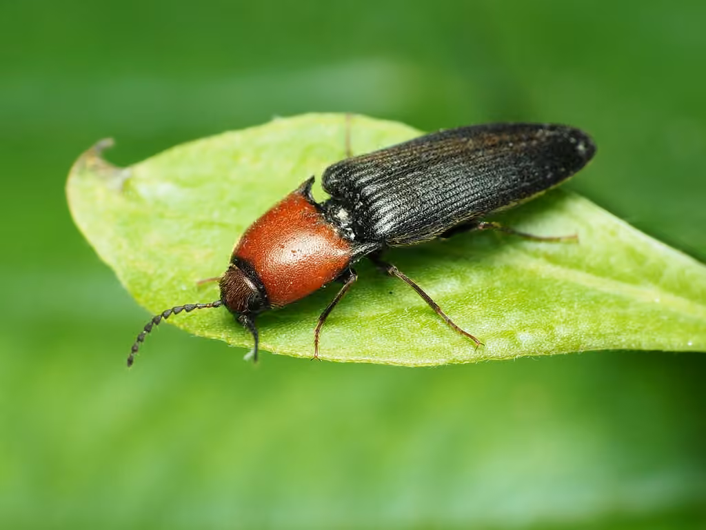 Red-necked click beetle, photo 2 of 5