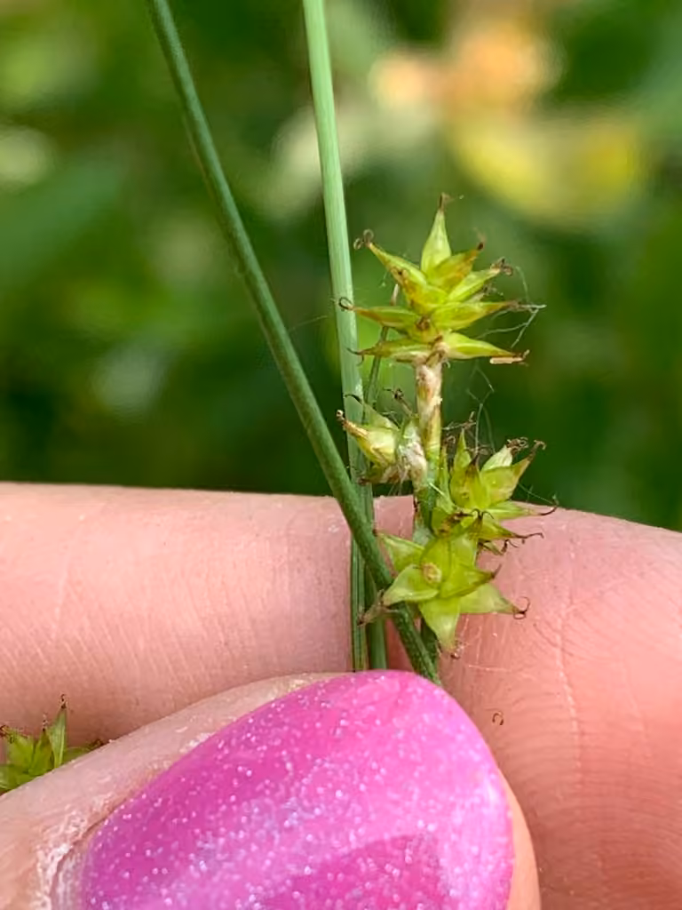 Carex continental, En fleurs