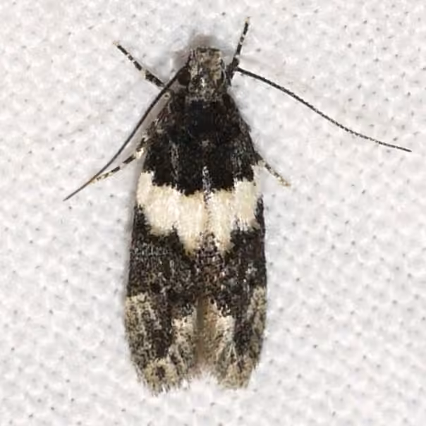 White-banded Pubitelphusa Moth, photo 1 of 5
