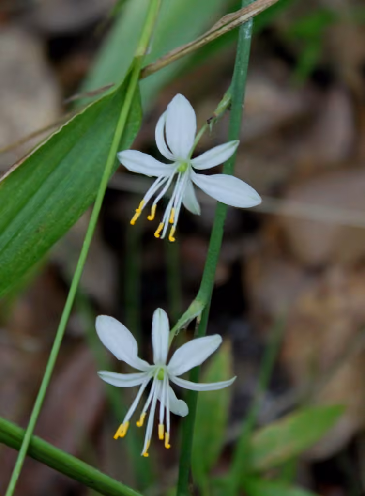 Herbe vaudoise, En fleurs