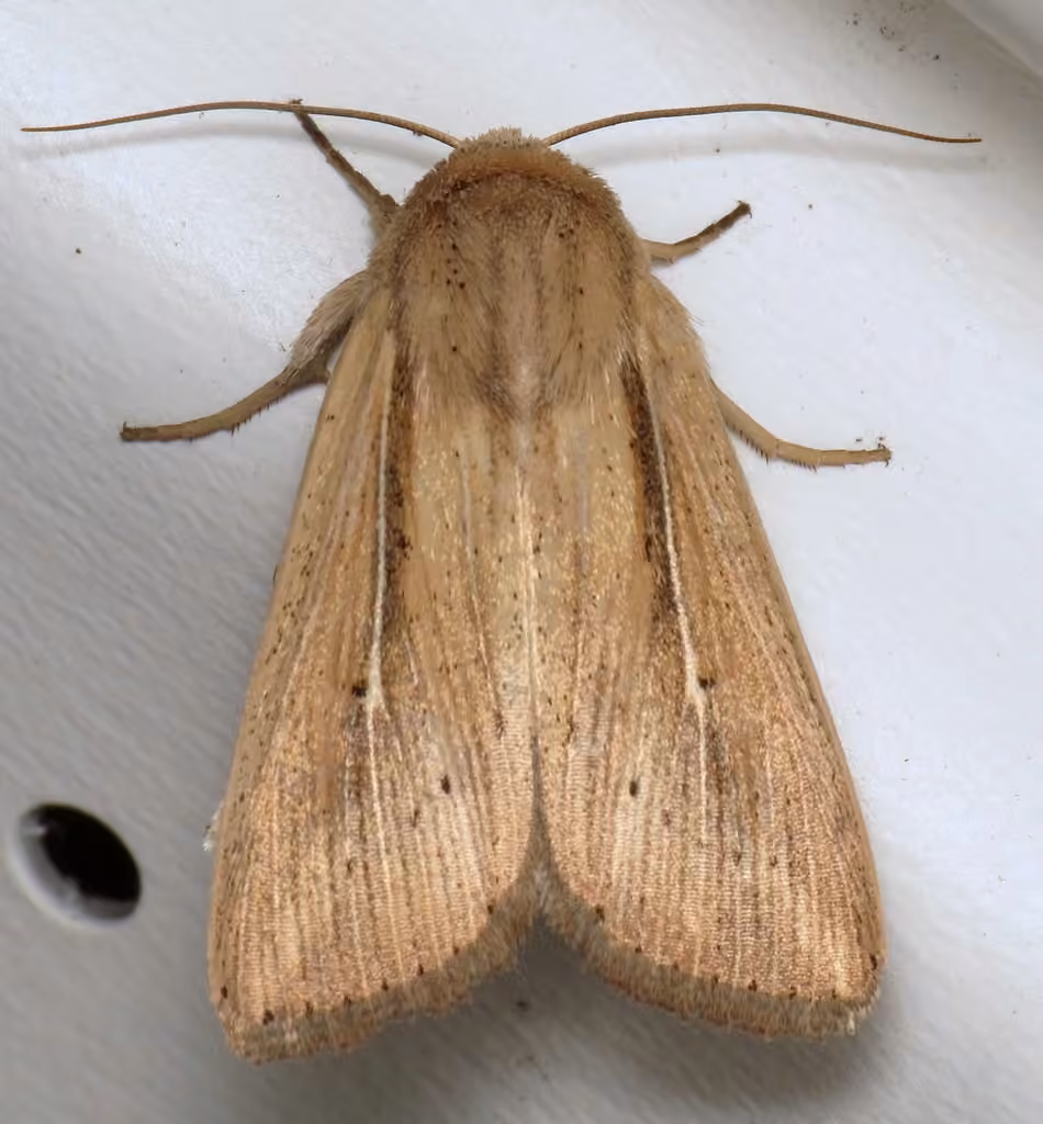 Phragmites Wainscot, Adult