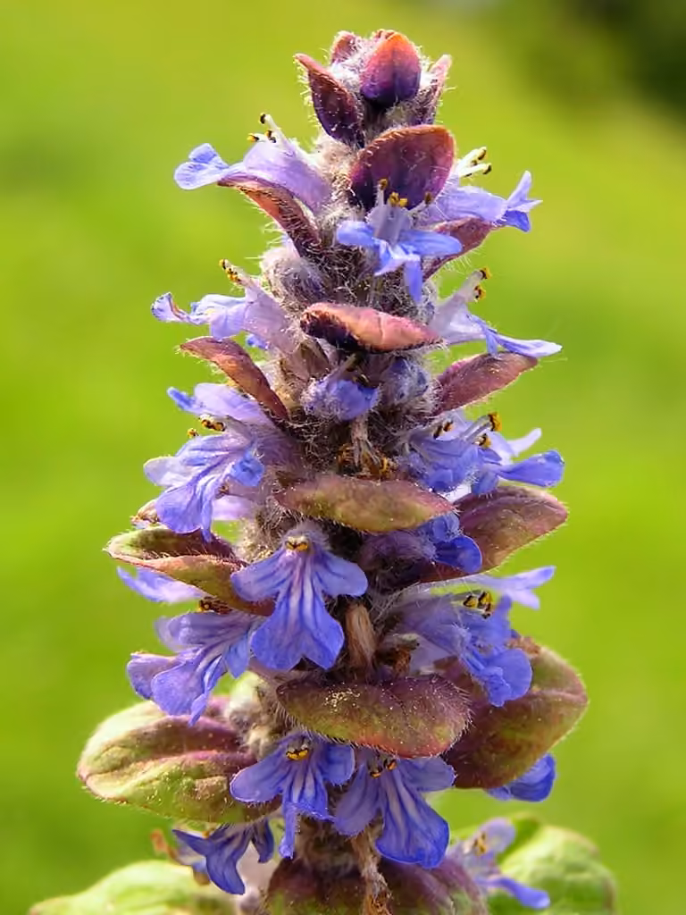 Common bugle