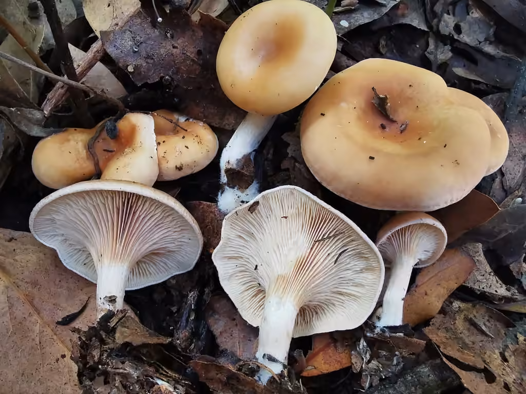 Clitocybe inversé, photo 1 sur 5