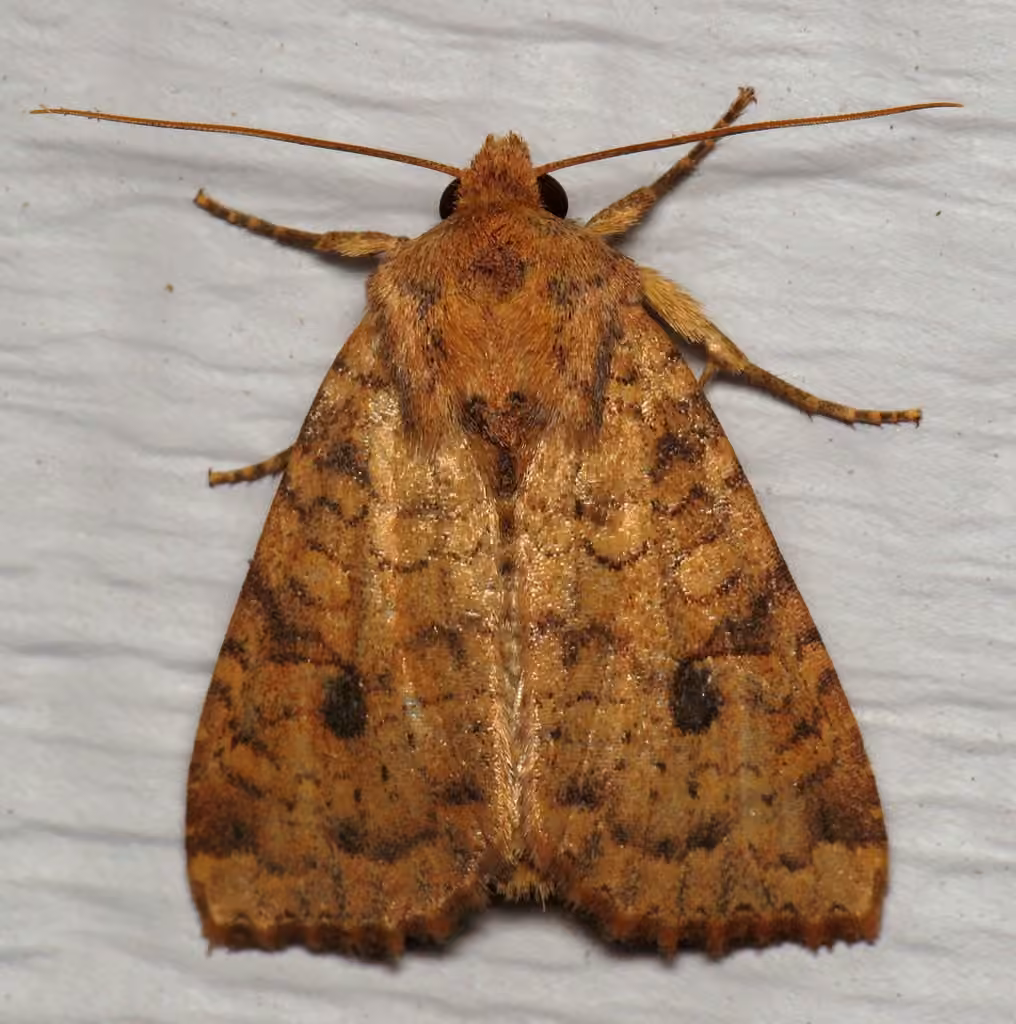 Yellow Three-Spot, Adult