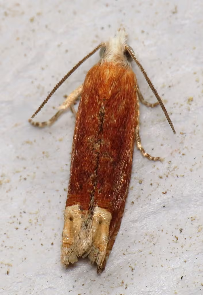 Reddish Eucosma Moth, photo 2 of 5