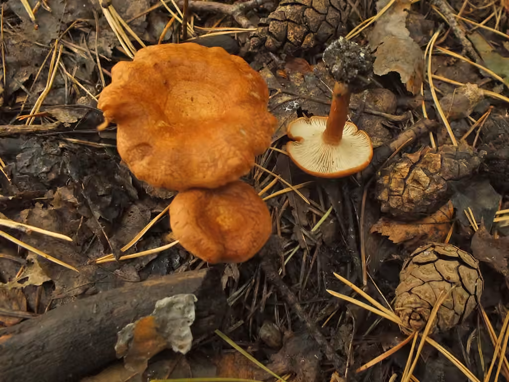 Clitocybe terre cuite