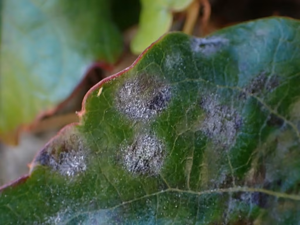 Erysiphe ampelopsidis, photo 2 sur 5