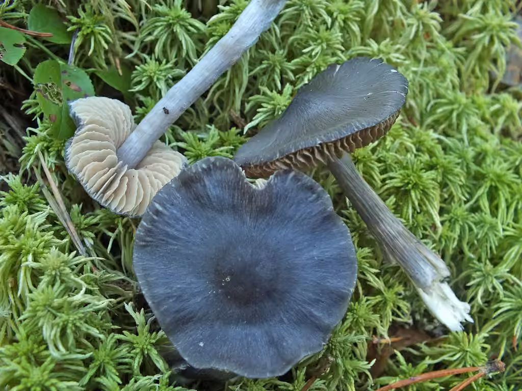Entolome brillant, photo 2 sur 5