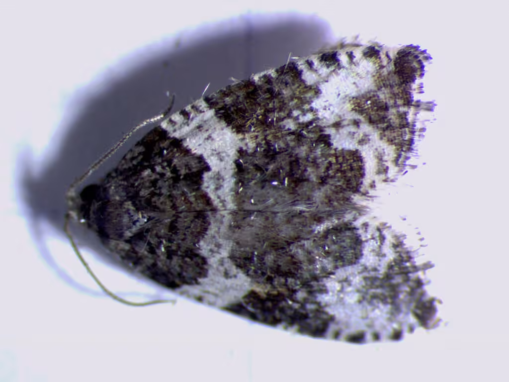 Phiaris glaciana