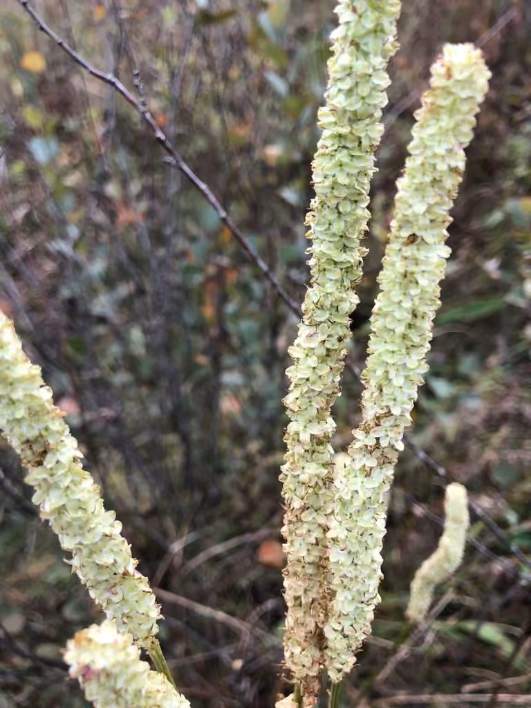 Canadian burnet, In fruit