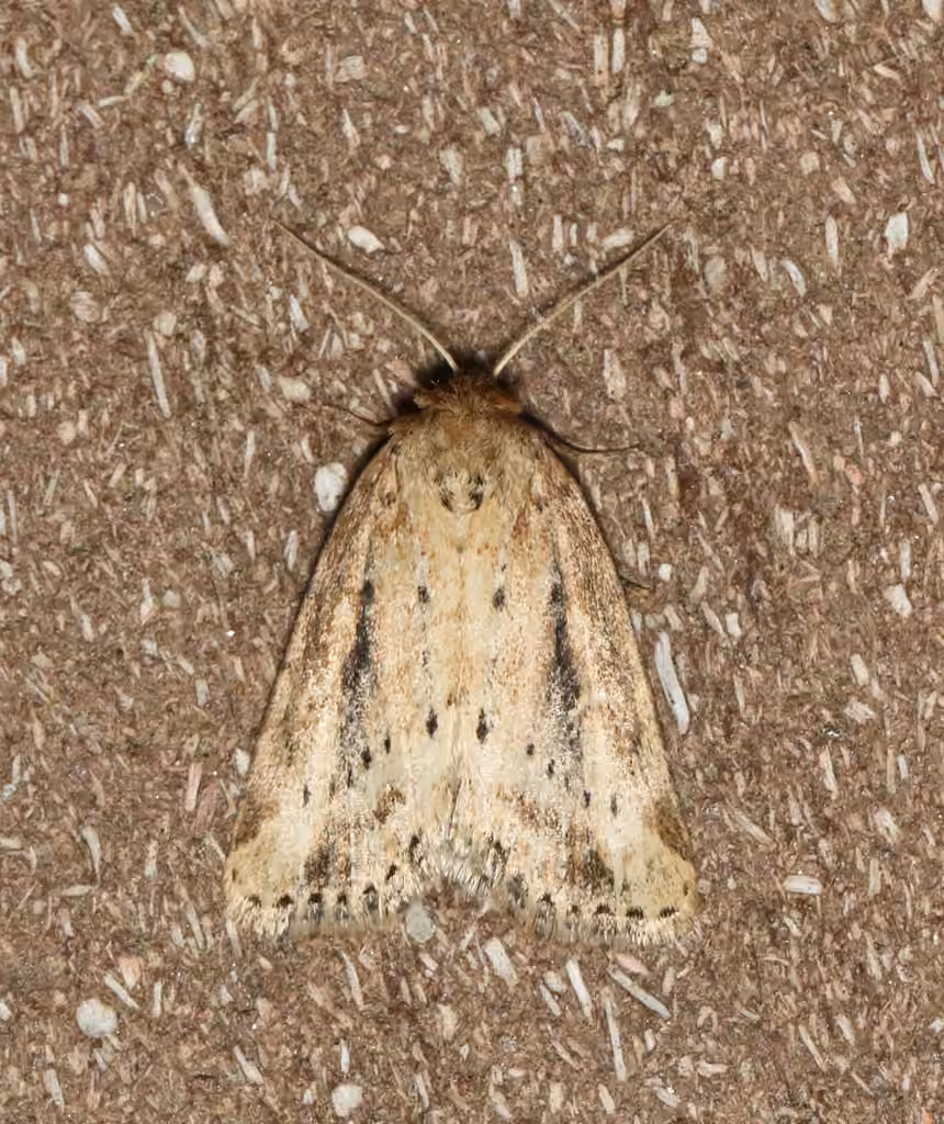 Northern Cordgrass Borer Moth, Adult