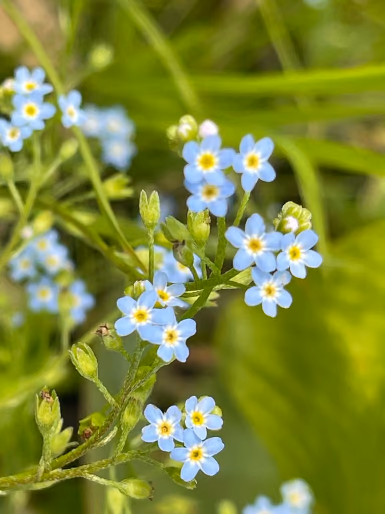 Myosotis laxiflore, photo 1 sur 5