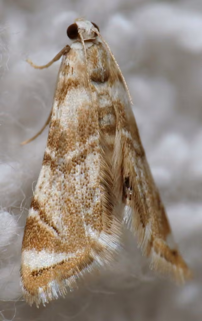 Eoparargyractis plevie, photo 2 of 5
