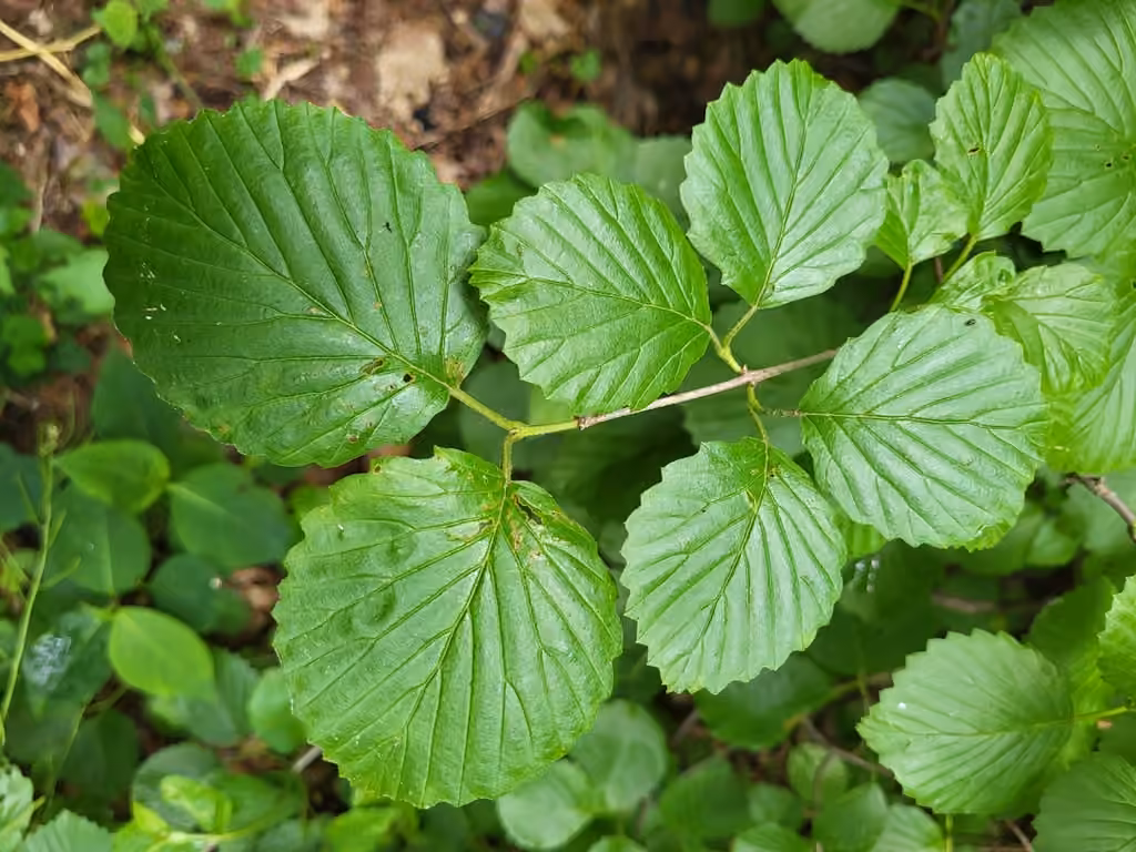 Viorne dentée, En fleurs