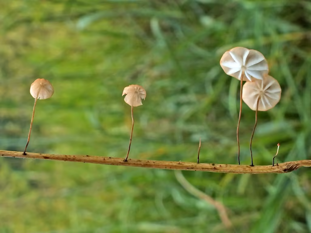 Grass Parachute, photo 3 of 5