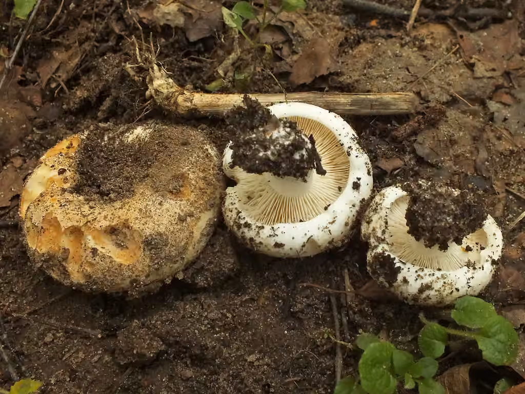 Milk White Brittlegill, photo 2 of 5