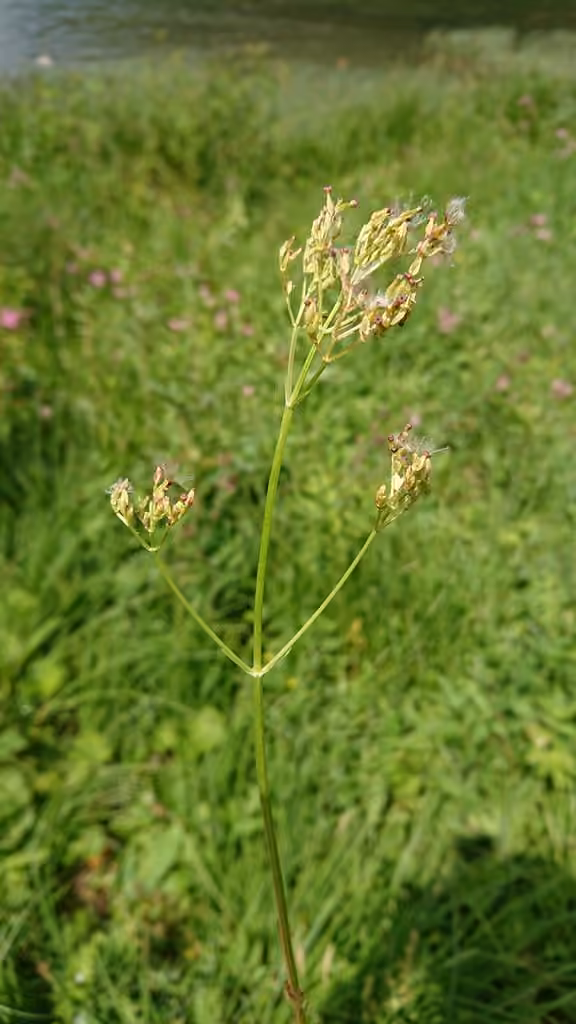 Marsh valerian, In fruit
