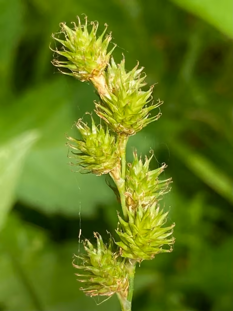 Carex normal, photo 1 sur 5