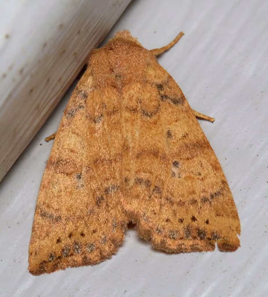 Dotted Sallow, photo 1 sur 5