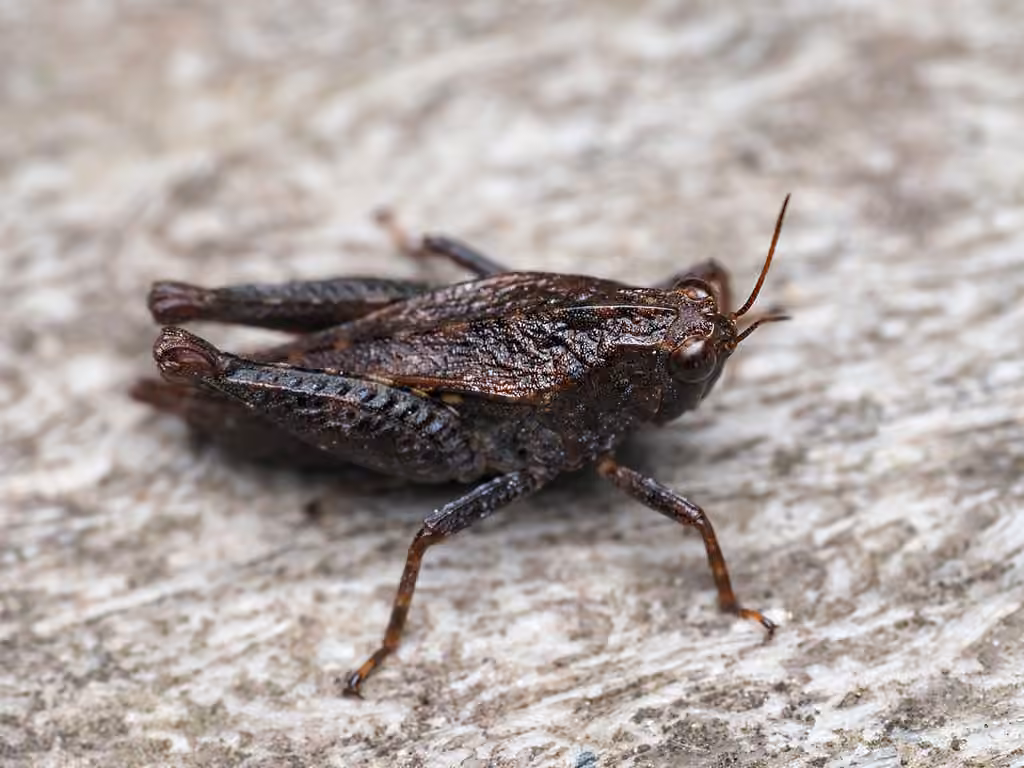 Tétrix à lobes noirs, Nymphe