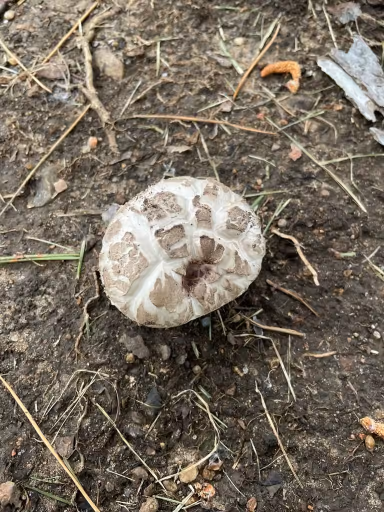 Agaric des prés salés, photo 2 sur 5