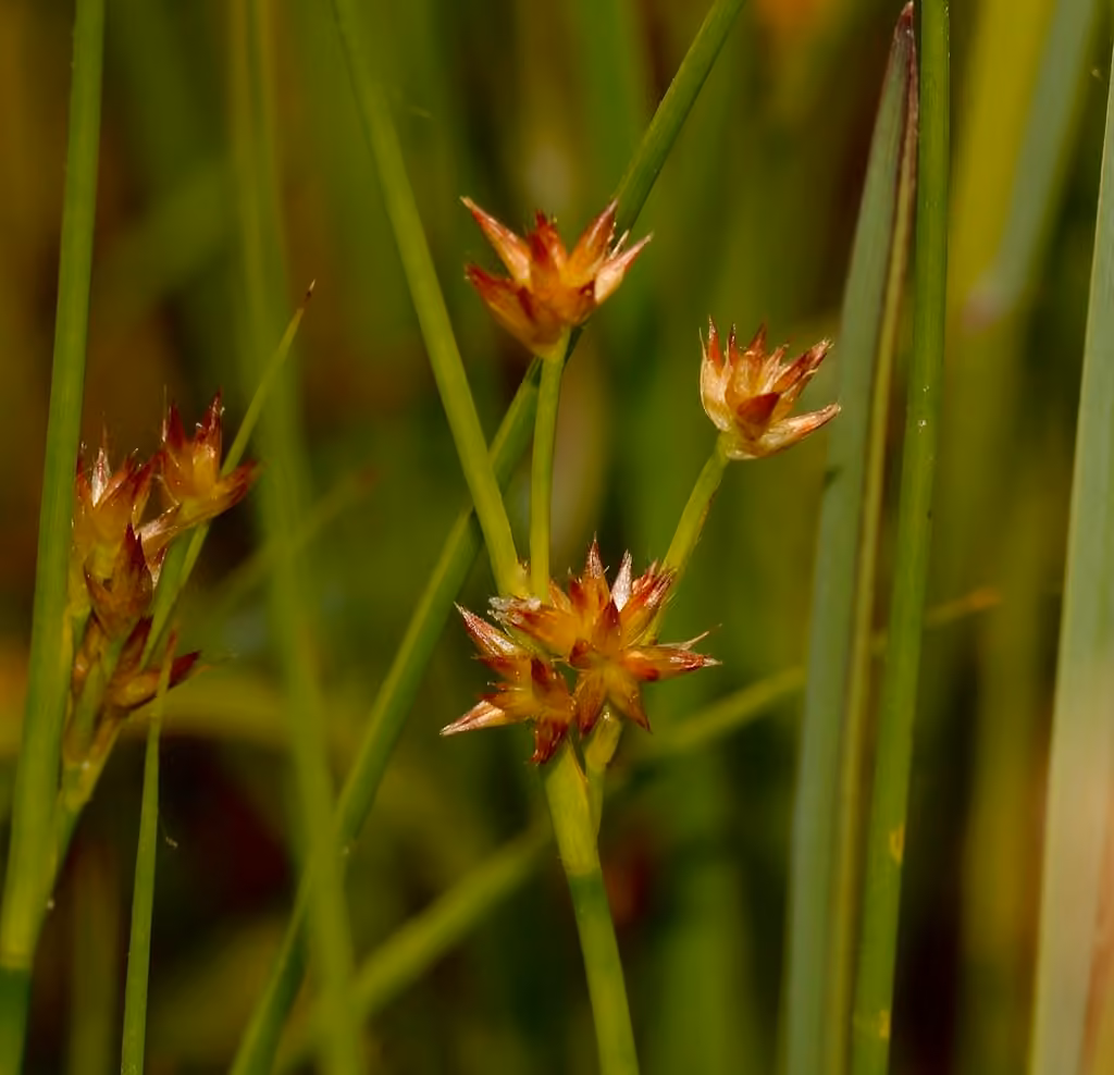 Knotted rush, In fruit