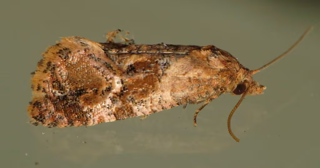 Pink-mottled Cochylichroa Moth, photo 1 sur 5