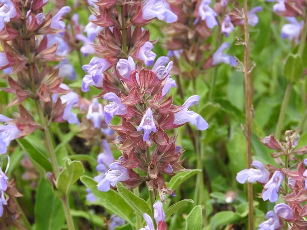 Sauge officinale, photo 1 sur 5