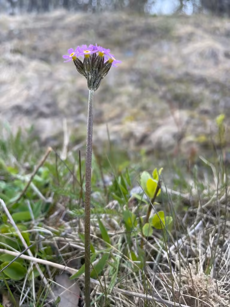 Erect primrose, photo 1 of 5