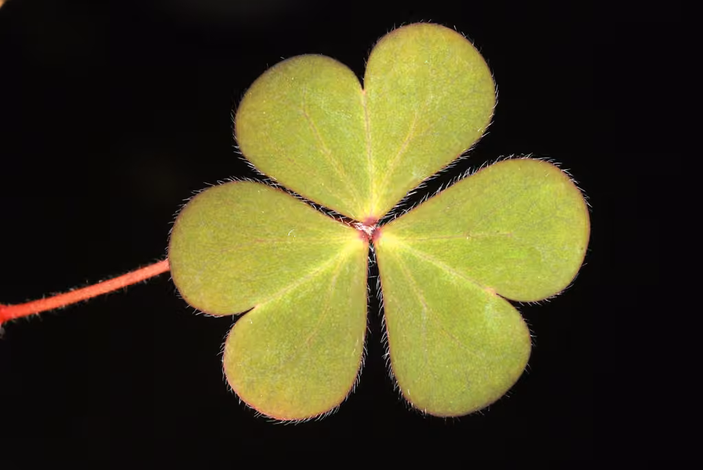 Creeping oxalis, In flower