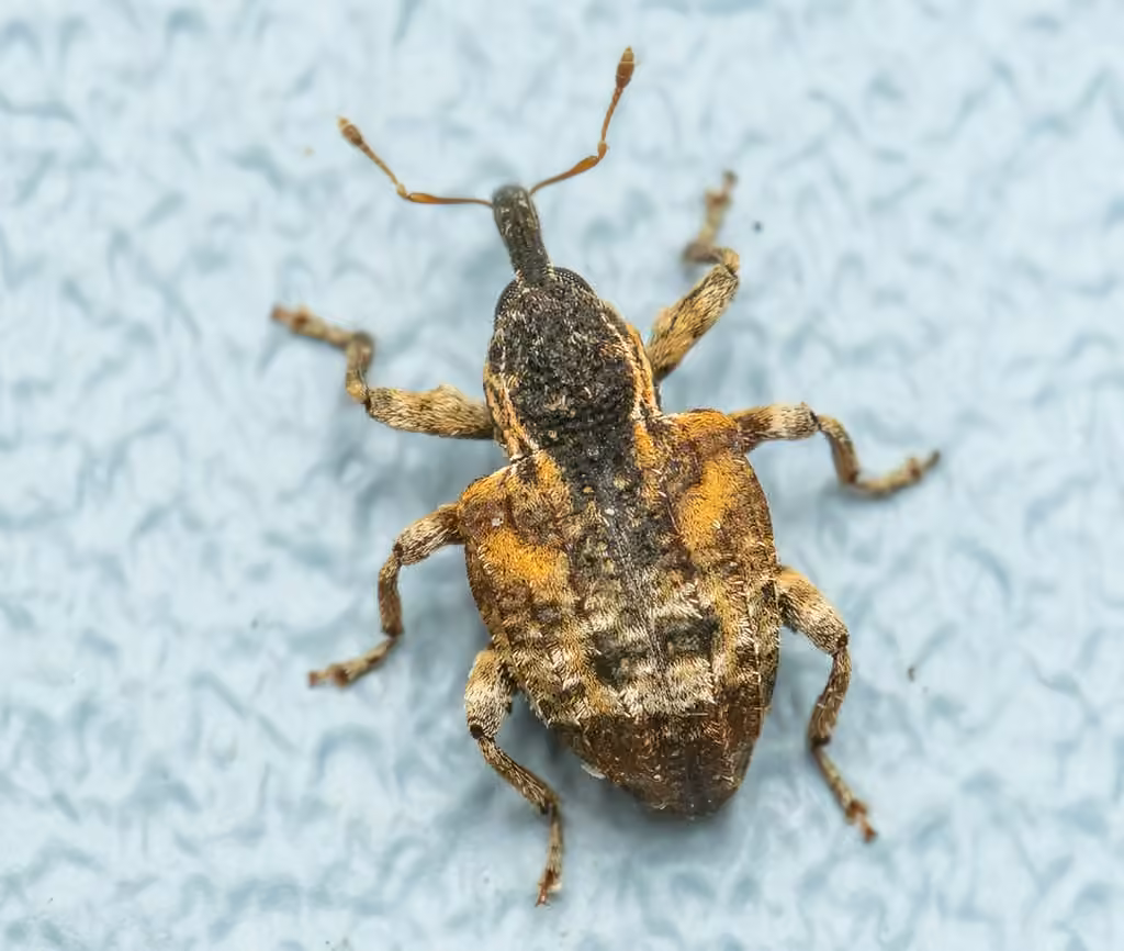 Cambium Curculio, photo 3 of 5