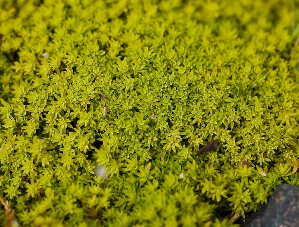 Bird's-claw Beard-moss, photo 1 of 5