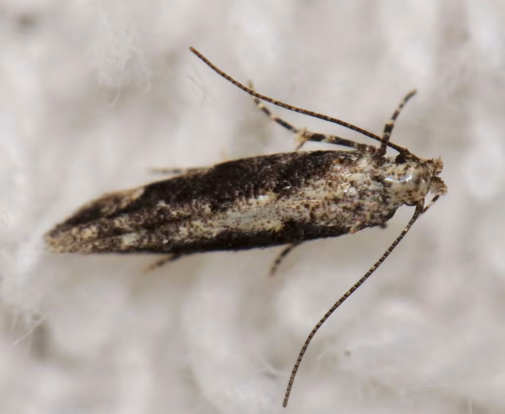 Coleotechnites quercivorella, photo 2 sur 5