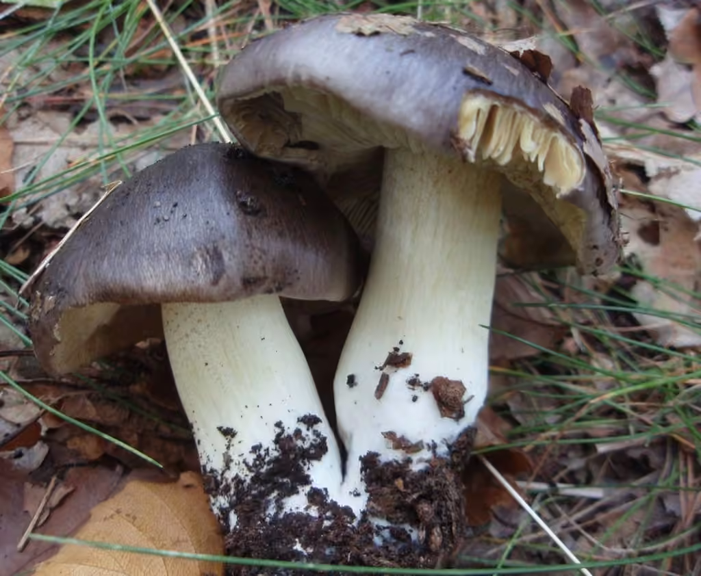 Tricholome prétentieux, photo 2 sur 5