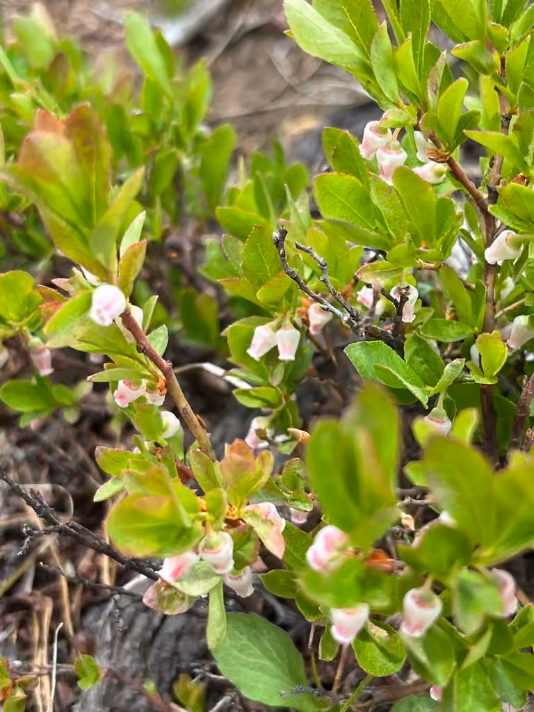 Airelle gazonnante, En fleurs