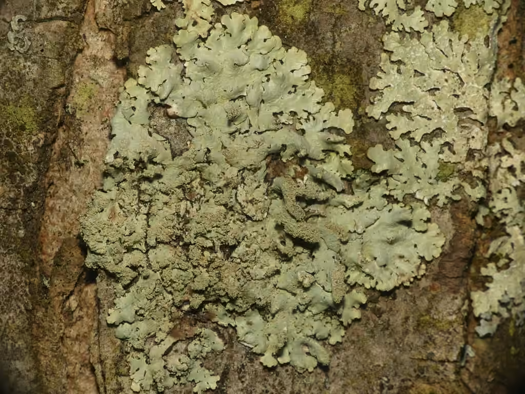Showman's Loop Lichen, photo 1 sur 5