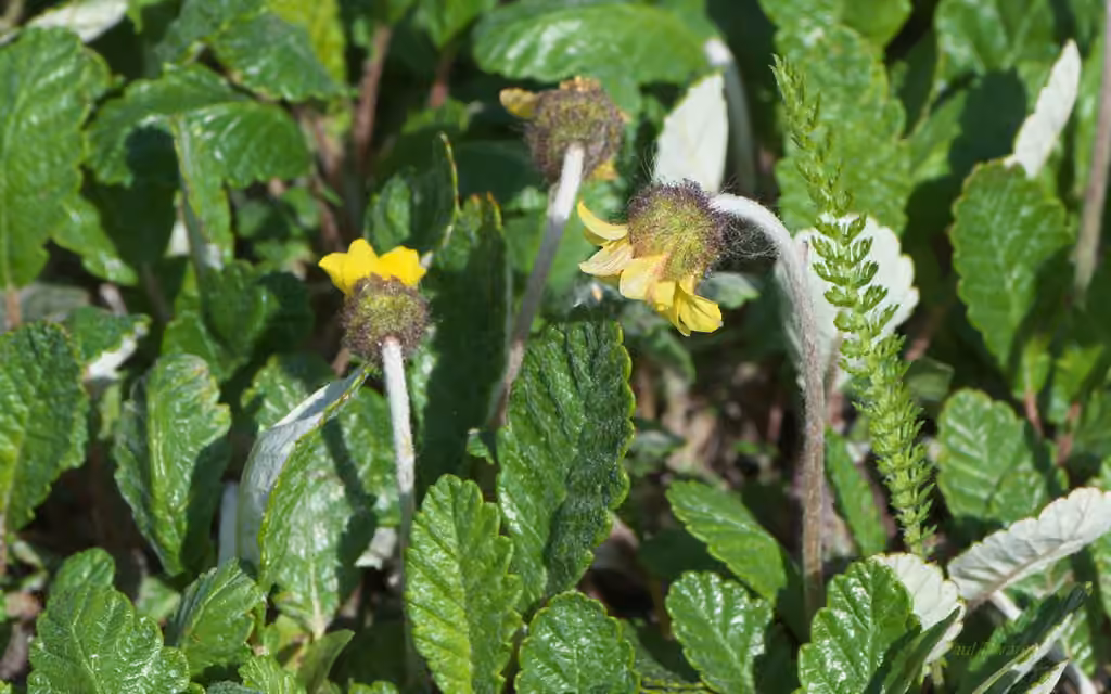 Dryade de Drummond, En fleurs