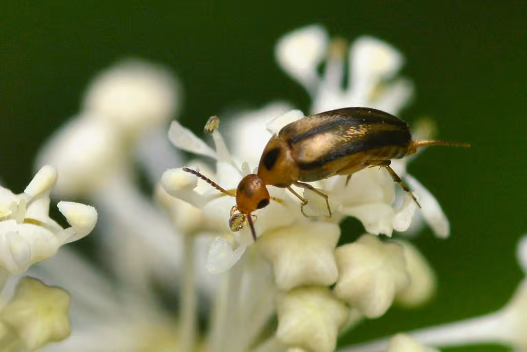 Pale-edged Tumbling Flower Beetle, photo 2 of 5