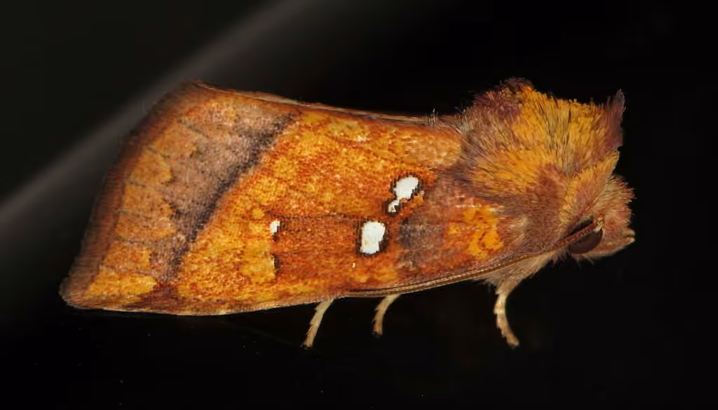 Loosestrife Borer Moth, photo 1 of 5