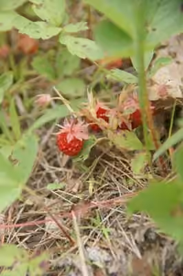 Virginia strawberry, In fruit