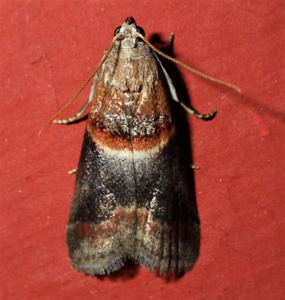 Walnut Shoot Moth, Adult
