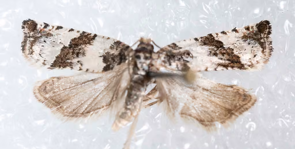 Willow-and-poplar Leafroller