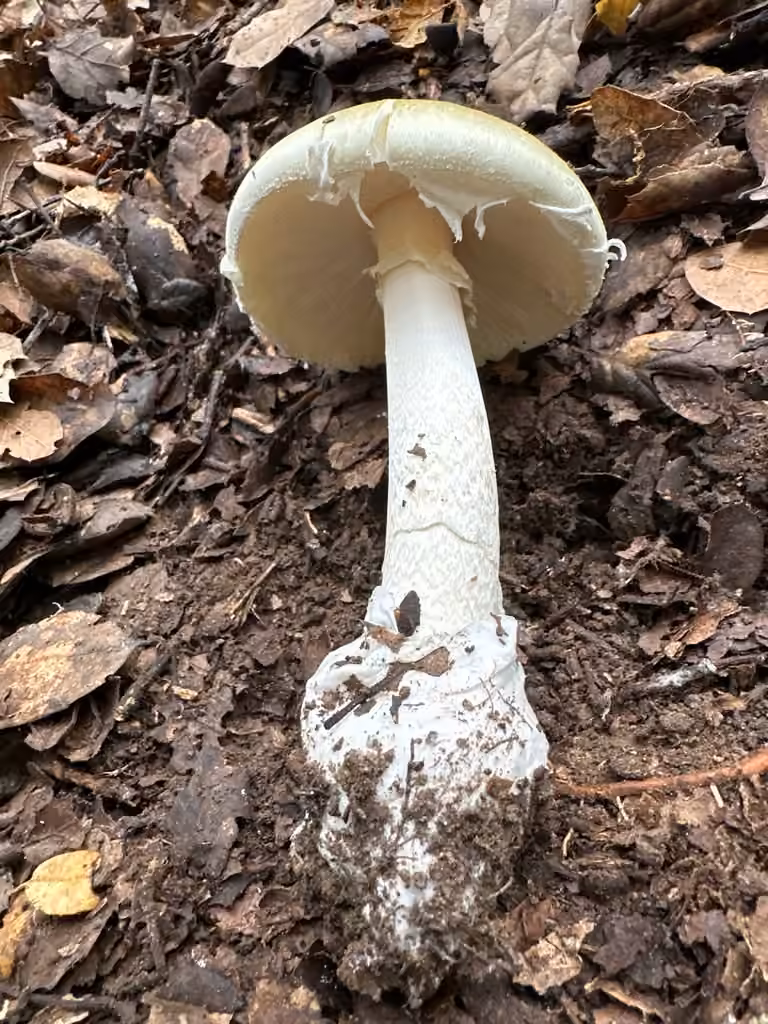 Deathcap, photo 2 of 5