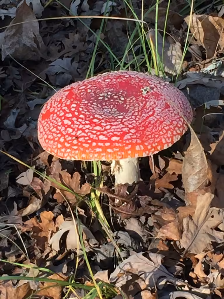 Amanite tue-mouches, photo 3 sur 5